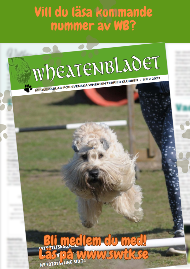 Som medlem i klubben får du 4 fullmatade nummer av Wheatenbladet varje år. 