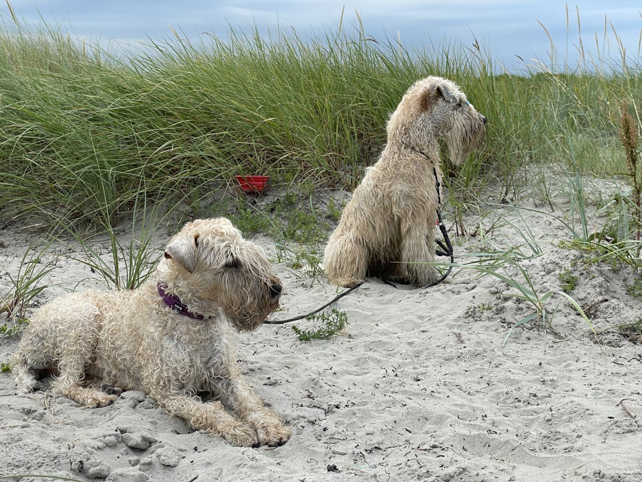 Vårpromenad i Falsterbo
