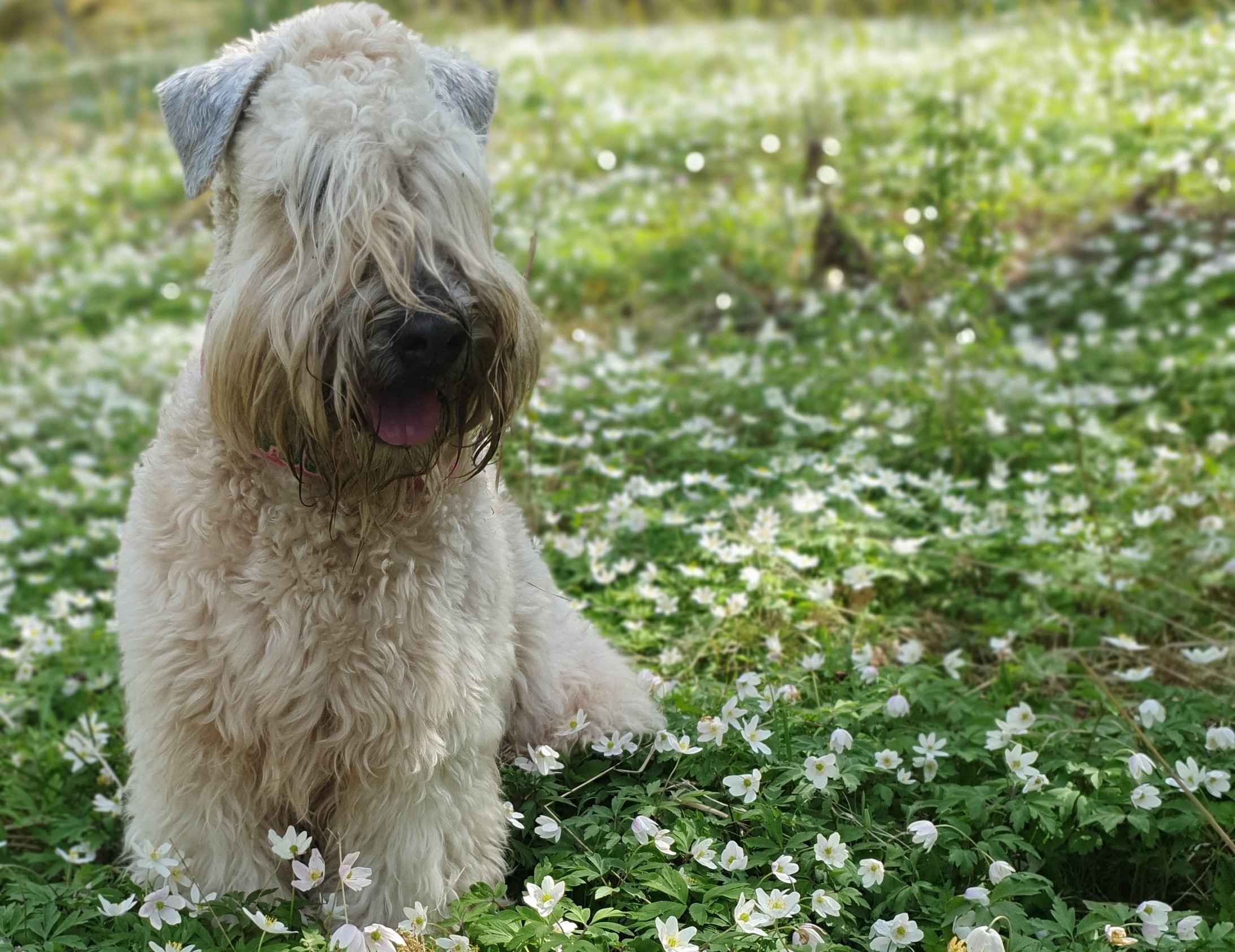 Vårpromenad, Kjugekull, Fjälkinge.