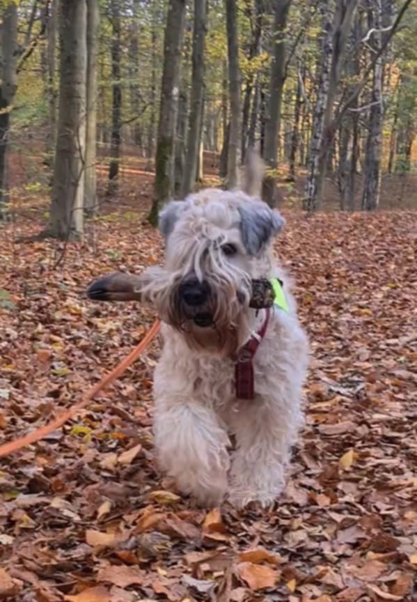 Viltspår i Skrylle, Lund