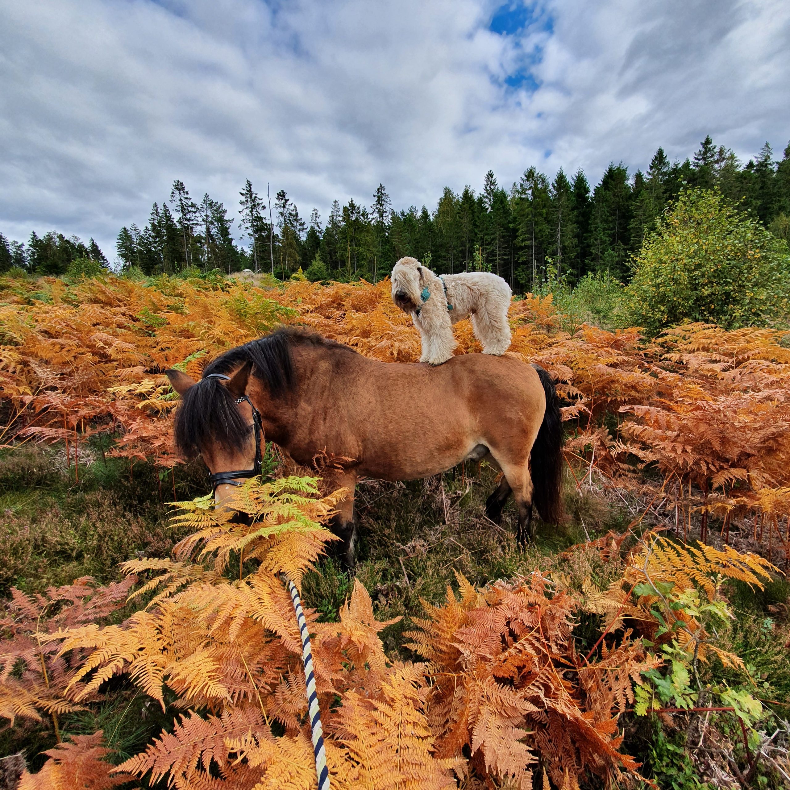 Himmelsby Parkour, Mantorp