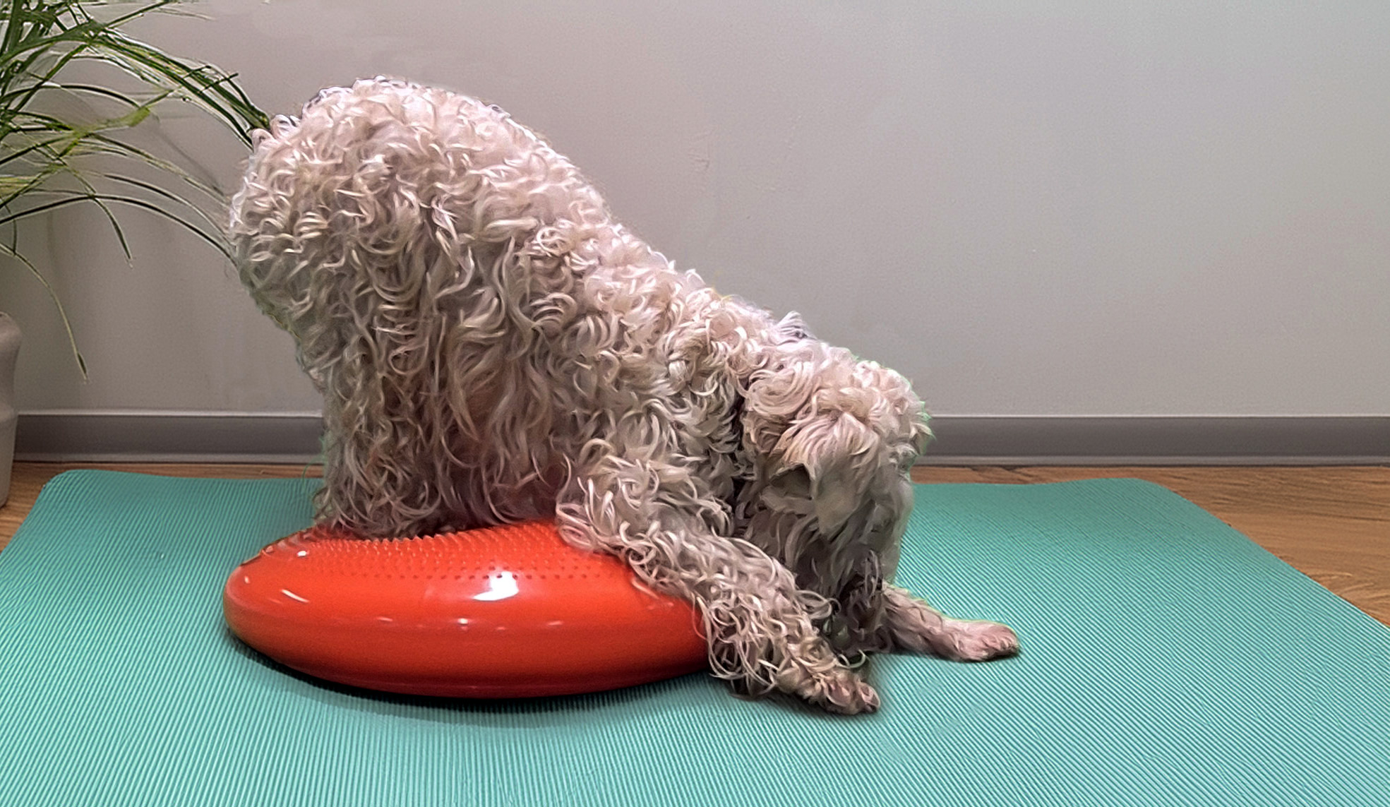 Wheatenträff och aktivitetsdag, Timrå